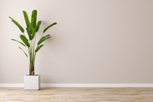 large plant on wall with white baseboards